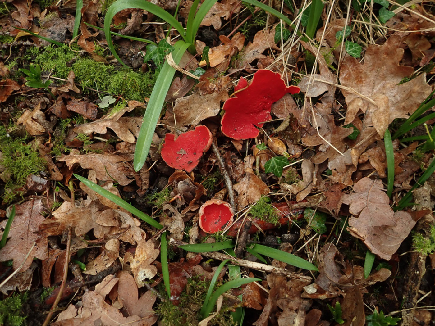 Photo © Penny Cullington Sarcoscypha austriaca by Penny Cullington